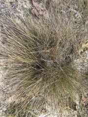 Aristida stricta