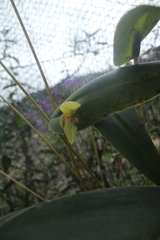 Pleurothallis sarcochila