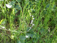 Lithophragma bolanderi