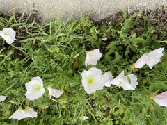 Oenothera speciosa