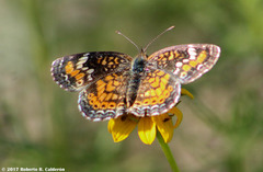 Phyciodes phaon phaon