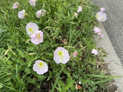 Oenothera speciosa