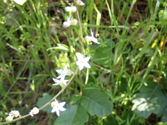 Lithophragma bolanderi