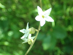 Lithophragma bolanderi