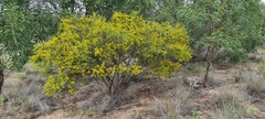 Acacia conferta