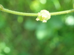 Lithophragma bolanderi