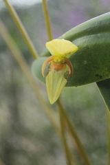 Pleurothallis sarcochila