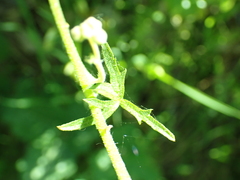 Lithophragma bolanderi