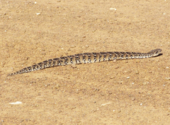 Bitis arietans arietans