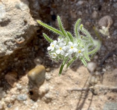 Johnstonella