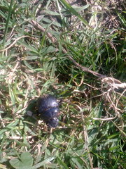 Dichotomius colonicus