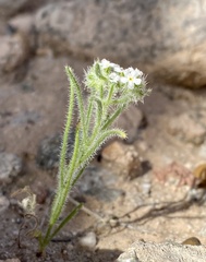 Johnstonella