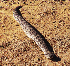 Bitis arietans arietans