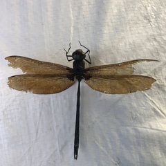 Gynacantha membranalis