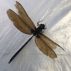 Gynacantha membranalis