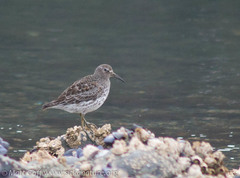 Calidris ptilocnemis