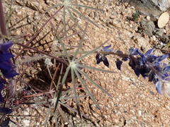 Lupinus benthamii