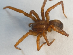 Gradungula sorenseni