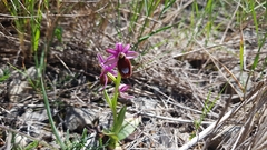 Ophrys bertolonii flavicans