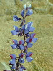 Lupinus benthamii