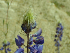 Lupinus benthamii