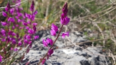 Polygala nicaeensis