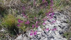 Polygala nicaeensis