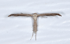 Lioptilodes albistriolatus