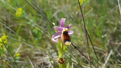 Ophrys bertolonii flavicans