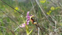 Ophrys bertolonii flavicans
