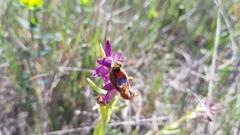 Ophrys bertolonii flavicans