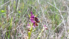 Ophrys bertolonii flavicans