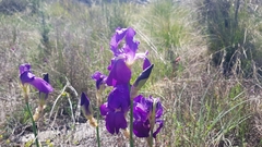 Iris pallida illyrica