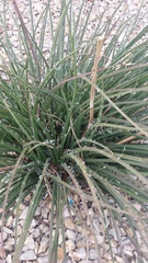 Hesperaloe parviflora