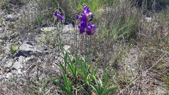 Iris pallida illyrica