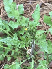 Youngia thunbergiana
