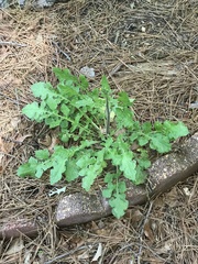 Youngia thunbergiana