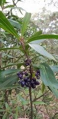 Tasmannia