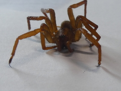 Gradungula sorenseni