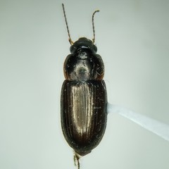 Selenophorus