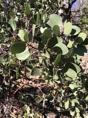 Arctostaphylos viscida