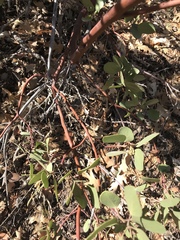 Arctostaphylos viscida