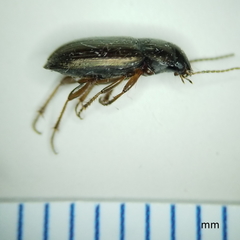 Selenophorus