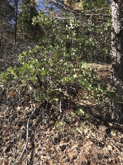 Arctostaphylos viscida