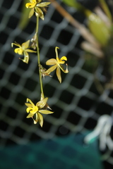 Oncidium minaxoides