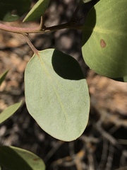 Arctostaphylos viscida
