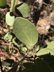 Arctostaphylos viscida