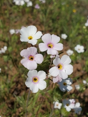 Leptosiphon montanus