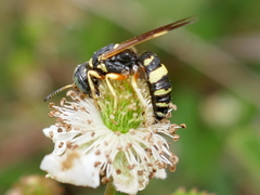 Philanthus ventilabris