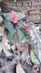 Euphorbia milii